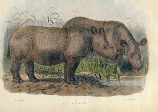 Sumatran Rhino London-1872.jpg