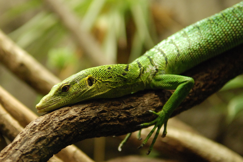 Lizards Alive - Fernbank Museum - Atlanta - Flickr - hyku (18).jpg
