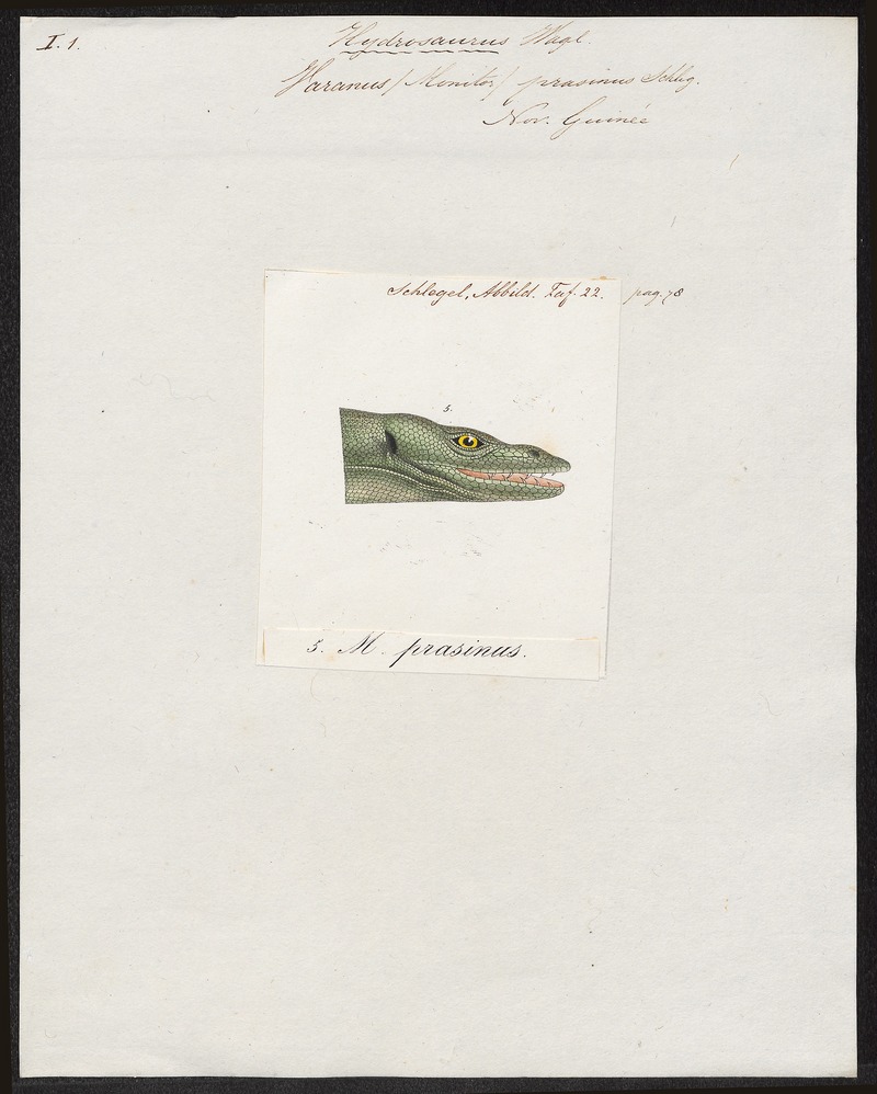 Varanus (Monitor) prasinus - 1700-1880 - Print - Iconographia Zoologica - Special Collections University of Amsterdam - UBA01 IZ12400005.jpg