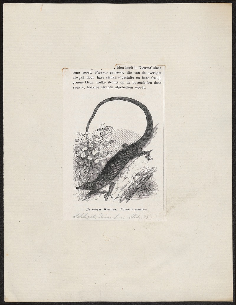 Varanus prasinus - 1700-1880 - Print - Iconographia Zoologica - Special Collections University of Amsterdam - UBA01 IZ12400001.jpg