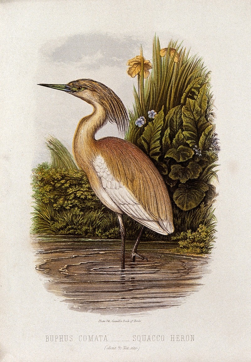 A squacco heron (Buphus comata). Colour lithograph, ca. 1875 Wellcome V0022178EL.jpg