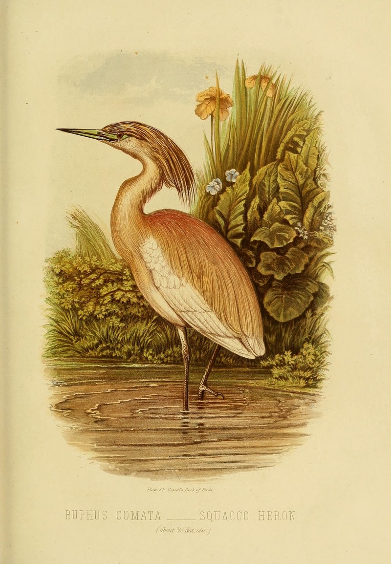 Cassell's book of birds (Plate XXXIV) (8573687545).jpg