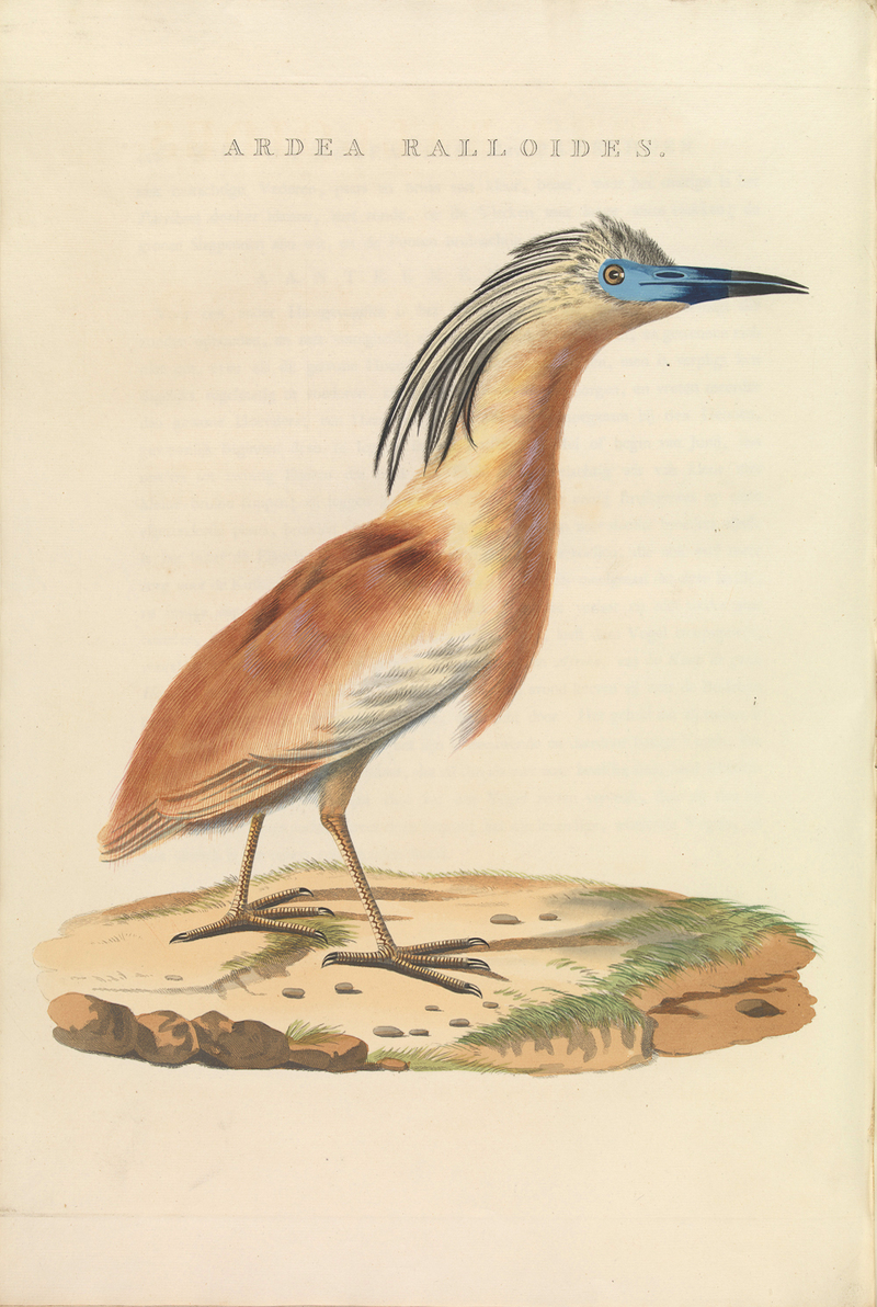 Nederlandsche vogelen (KB) - Ardeola ralloides (456b).jpg
