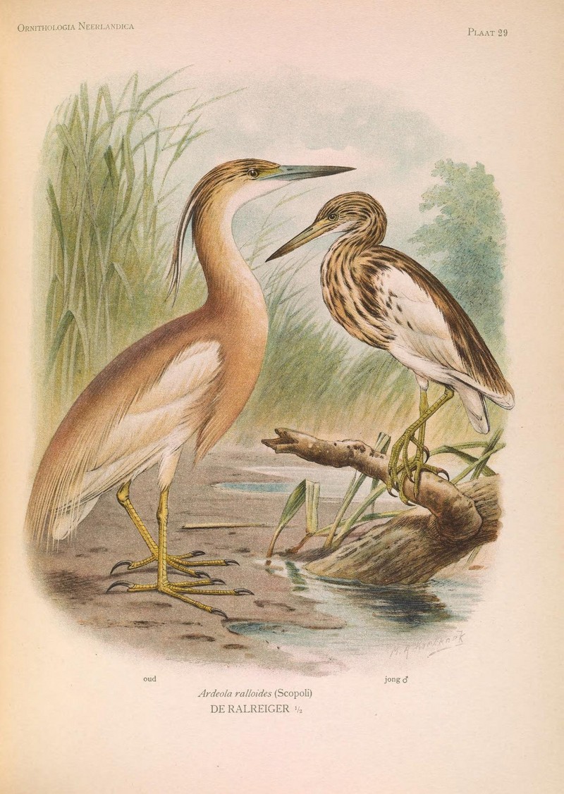 Ornithologia neerlandica (PLAAT 29) (6940969996).jpg