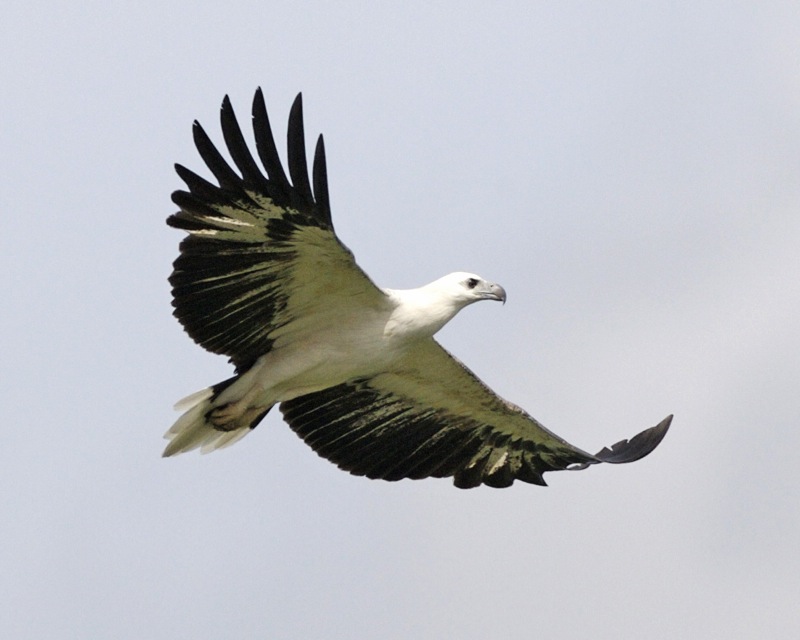 White-bellied Sea-Eagle (Haliaeetus leucogaster).jpg