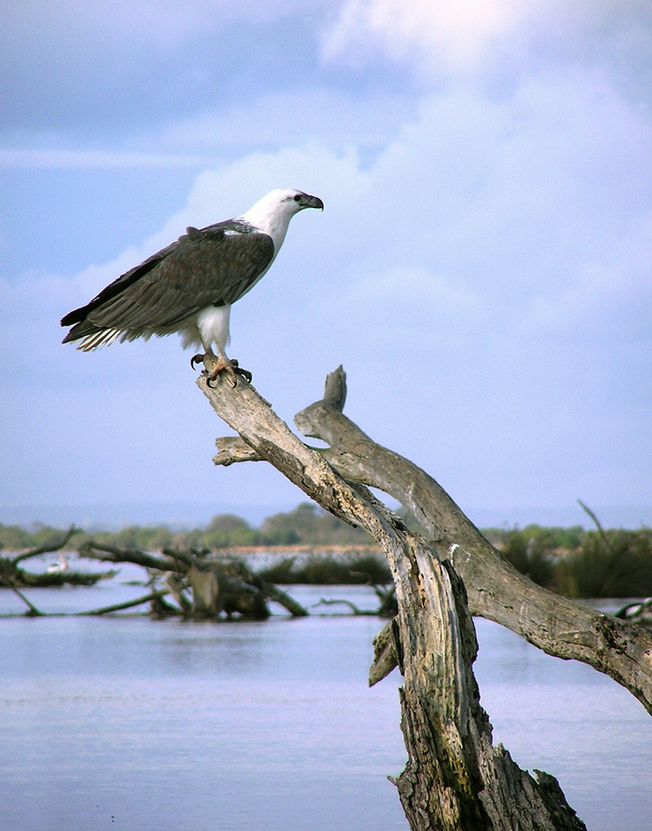 Haliaeetus leucogaster -Gippsland, Victoria, Australia-8 (2).jpg