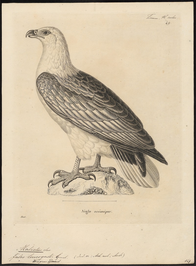 Haliaeëtus leucogaster - 1700-1880 - Print - Iconographia Zoologica - Special Collections University of Amsterdam - UBA01 IZ18100333.jpg