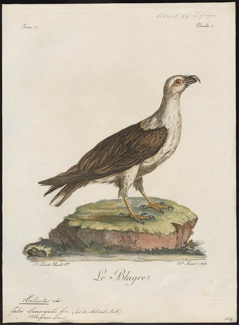 Haliaeëtus leucogaster - 1796-1808 - Print - Iconographia Zoologica - Special Collections University of Amsterdam - UBA01 IZ18100335.jpg