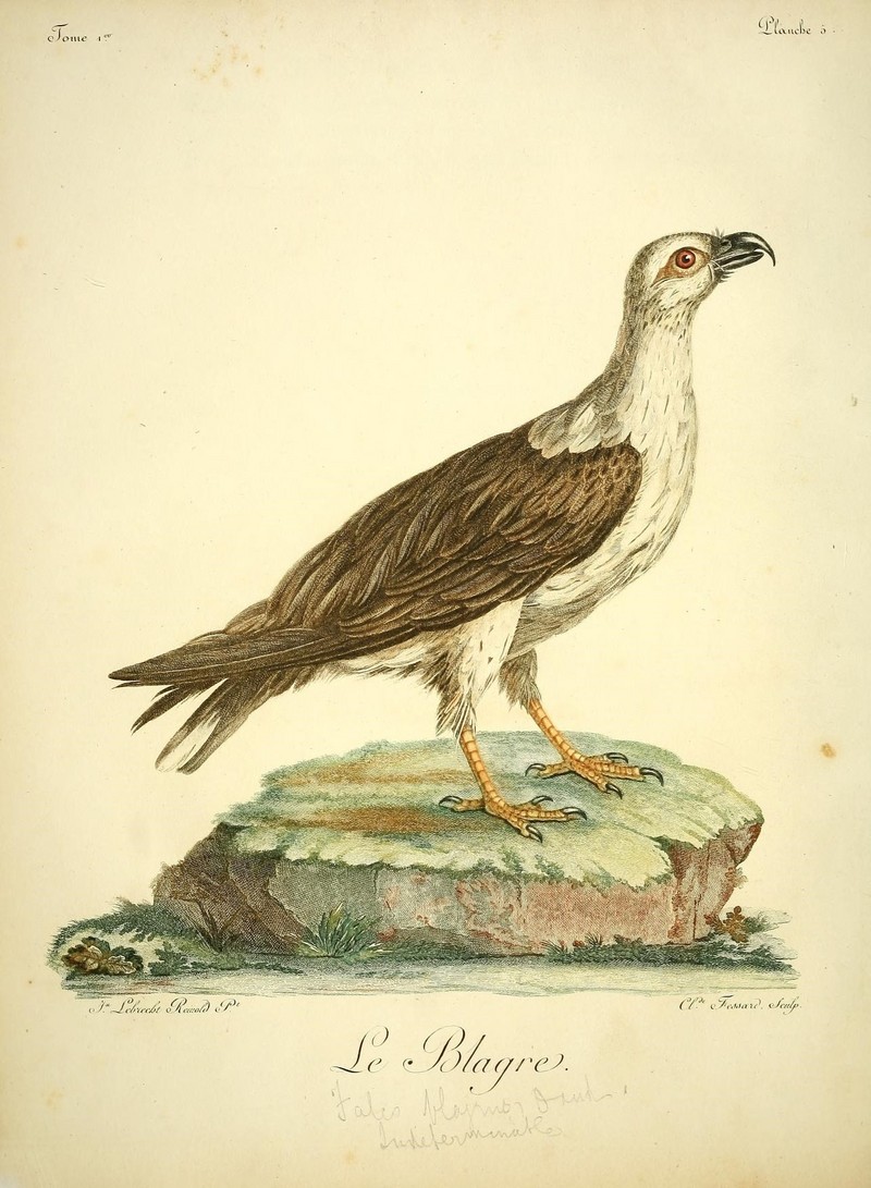 Histoire naturelle des oiseaux d'Afrique (8597066049).jpg