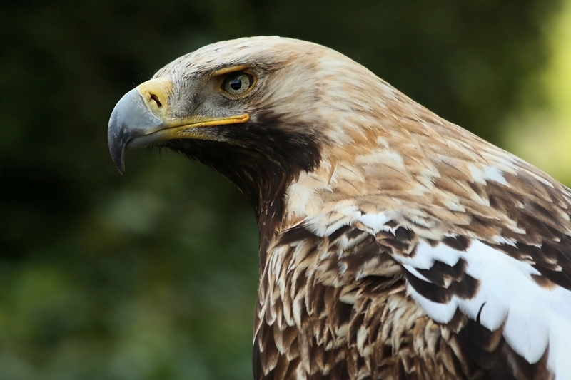 Kaiseradler Aquila heliaca e amk - eastern imperial eagle (Aquila heliaca).jpg