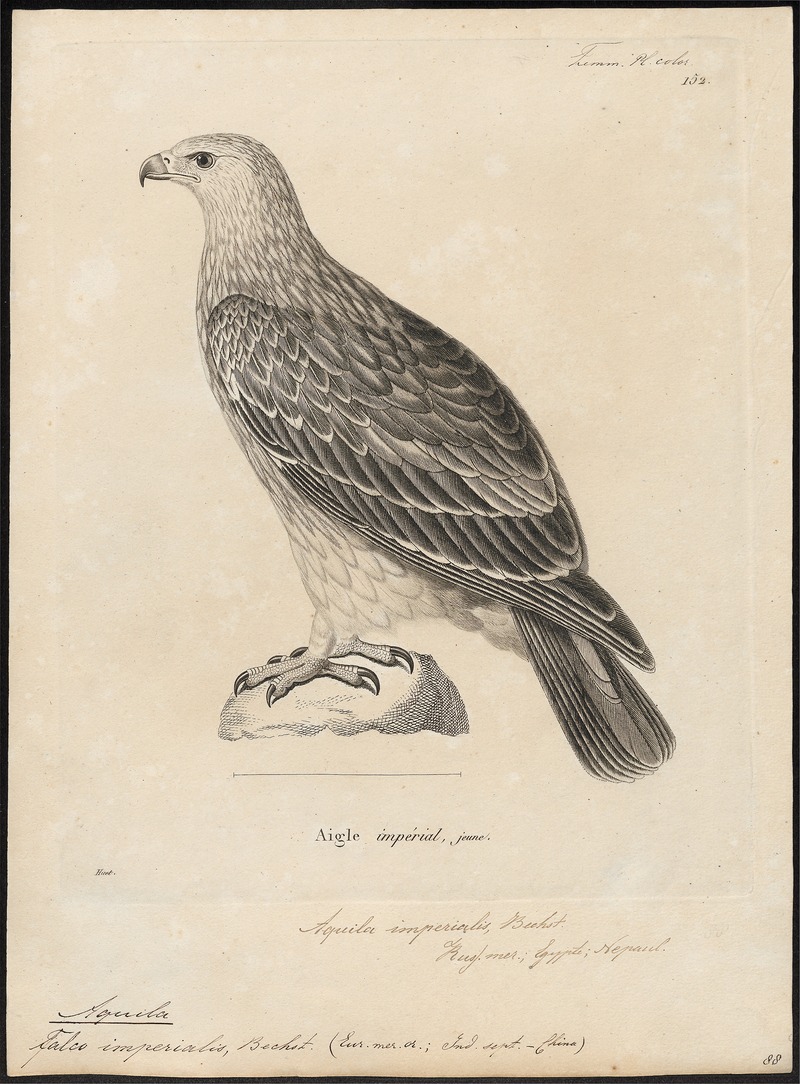 Aquila imperialis - 1700-1880 - Print - Iconographia Zoologica - Special Collections University of Amsterdam - UBA01 IZ18100185.jpg