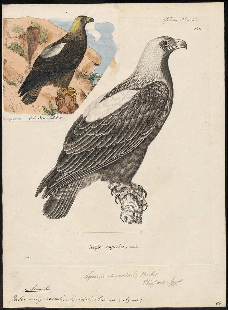 Aquila imperialis - 1700-1880 - Print - Iconographia Zoologica - Special Collections University of Amsterdam - UBA01 IZ18100193.jpg