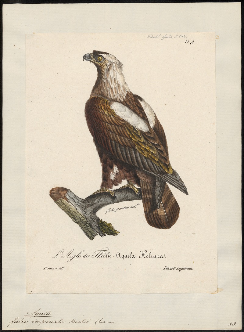 Aquila imperialis - 1825-1834 - Print - Iconographia Zoologica - Special Collections University of Amsterdam - UBA01 IZ18100161.jpg