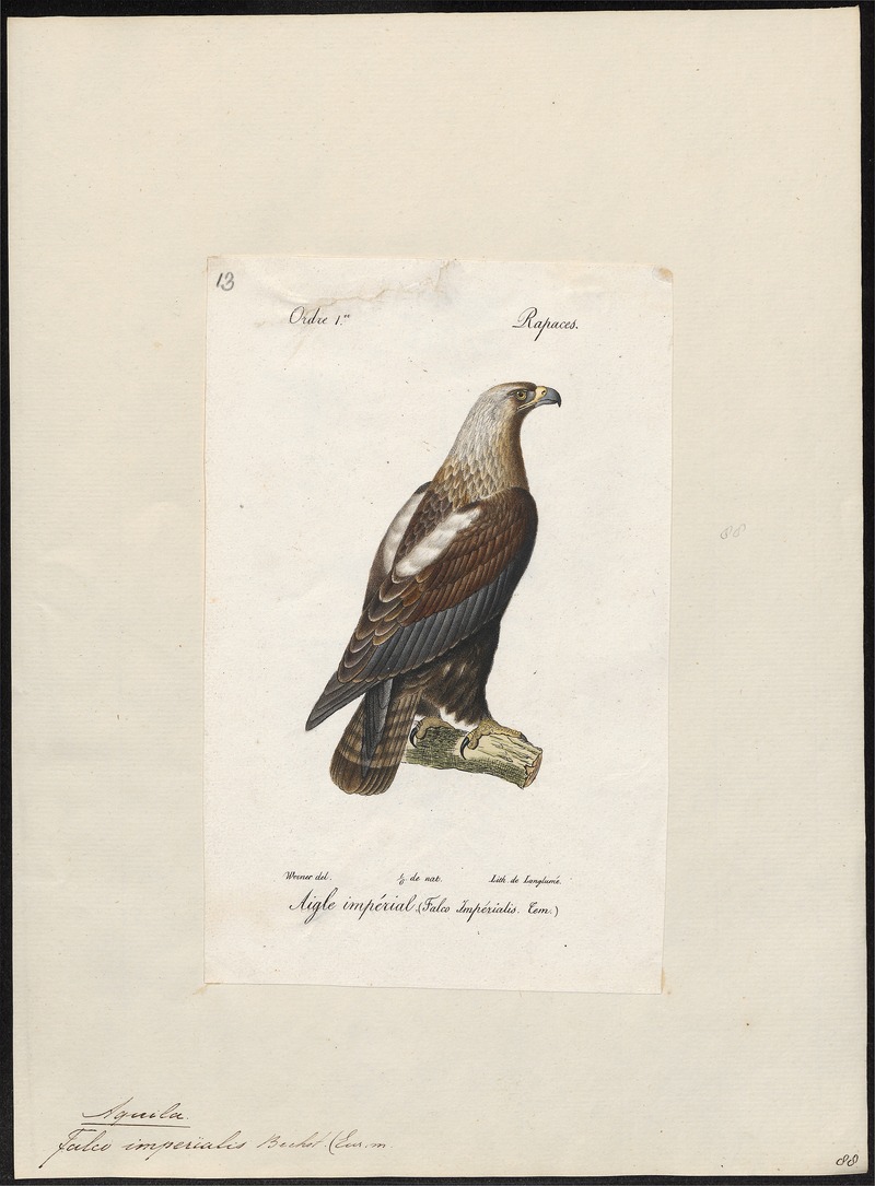 Aquila imperialis - 1842-1848 - Print - Iconographia Zoologica - Special Collections University of Amsterdam - UBA01 IZ18100191.jpg