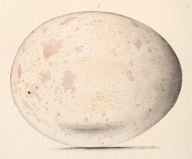 Aquila heliaca egg 1860.jpg