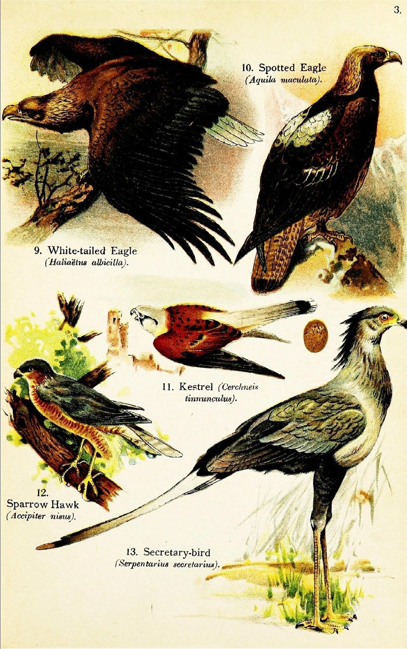 Birds of the world for young people (Pl. 3) (7971229288).jpg