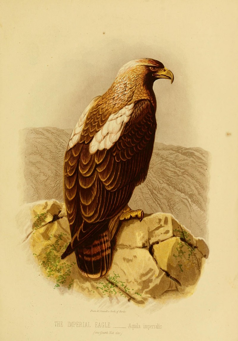 Cassell's book of birds (Plate X) (7401283462).jpg