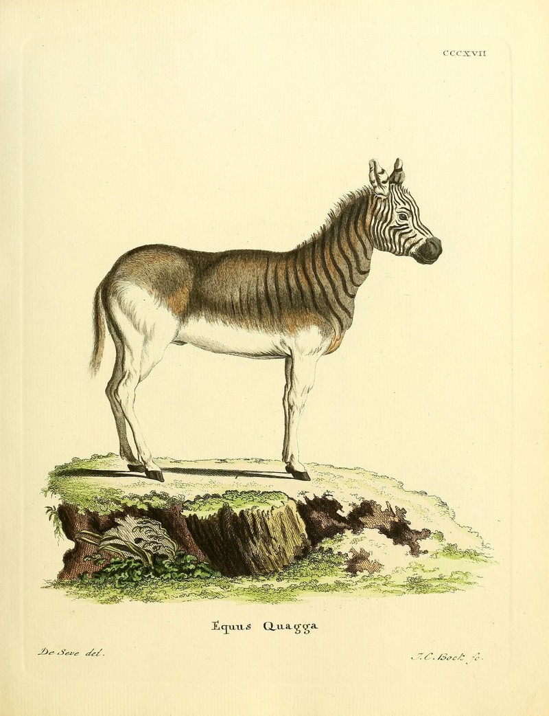 Equus quagga (1).jpg