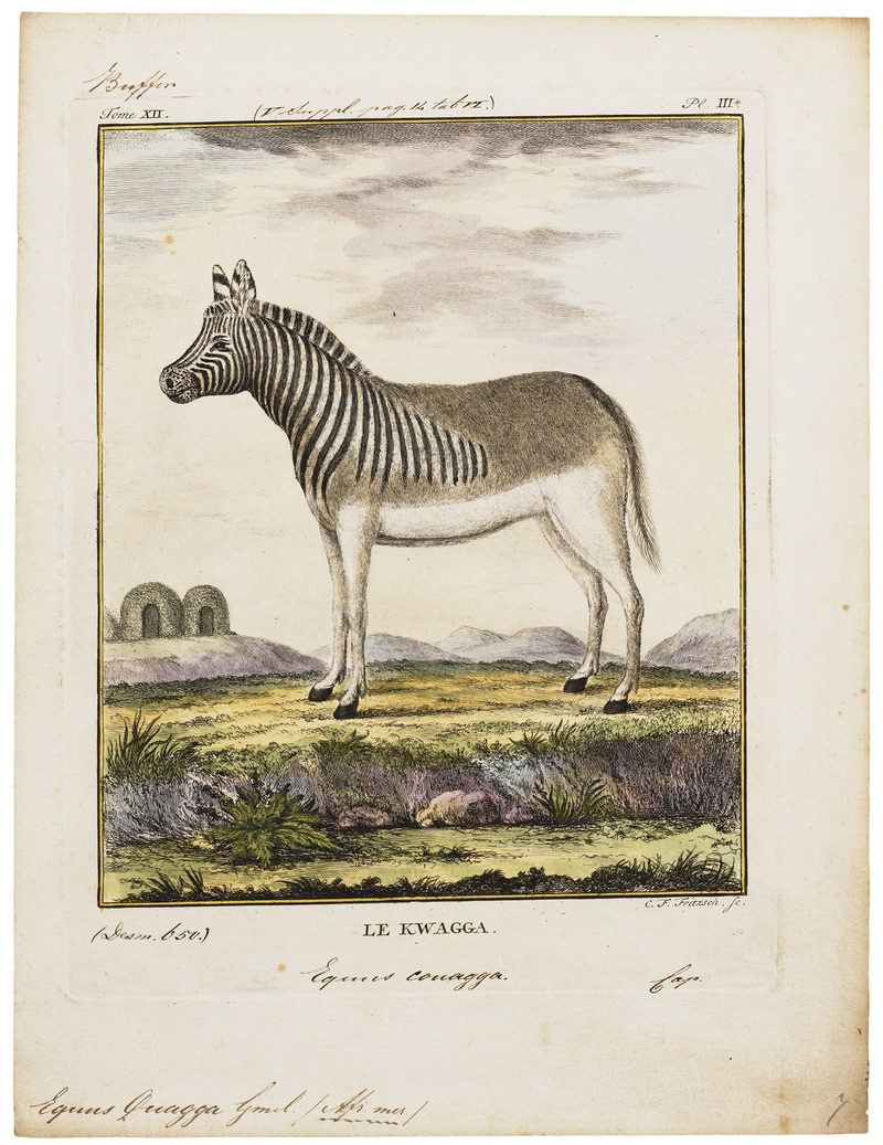 Equus quagga - 1700-1880 - Print - Iconographia Zoologica - Special Collections University of Amsterdam - UBA01 IZ21700005.jpg