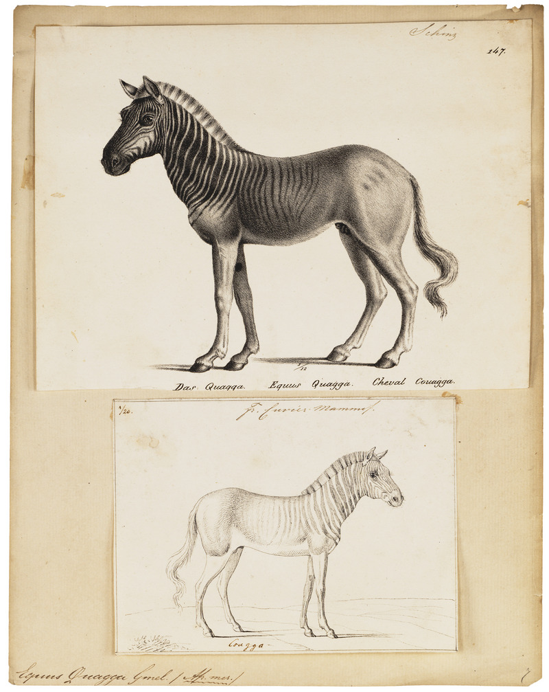 Equus quagga - 1700-1880 - Print - Iconographia Zoologica - Special Collections University of Amsterdam - UBA01 IZ21700011.jpg