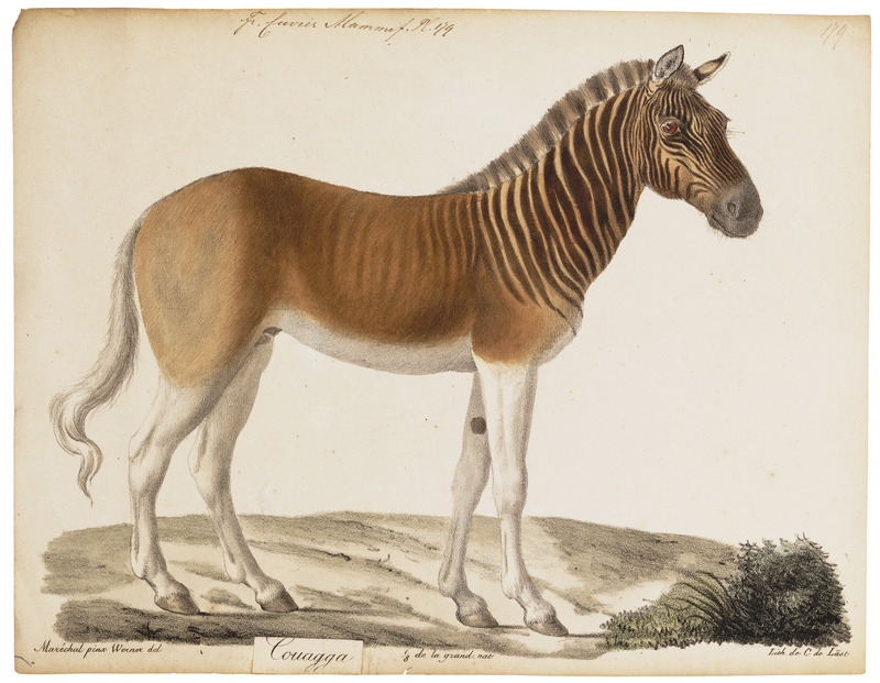 Equus quagga - 1700-1880 - Print - Iconographia Zoologica - Special Collections University of Amsterdam - UBA01 IZ21700013.jpg