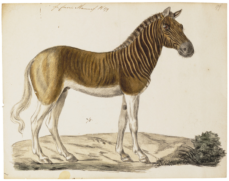 Equus quagga - 1700-1880 - Print - Iconographia Zoologica - Special Collections University of Amsterdam - UBA01 IZ21700015.jpg