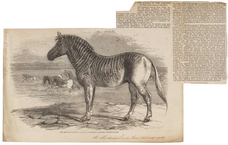 Equus quagga - 1700-1880 - Print - Iconographia Zoologica - Special Collections University of Amsterdam - UBA01 IZ21700025.jpg