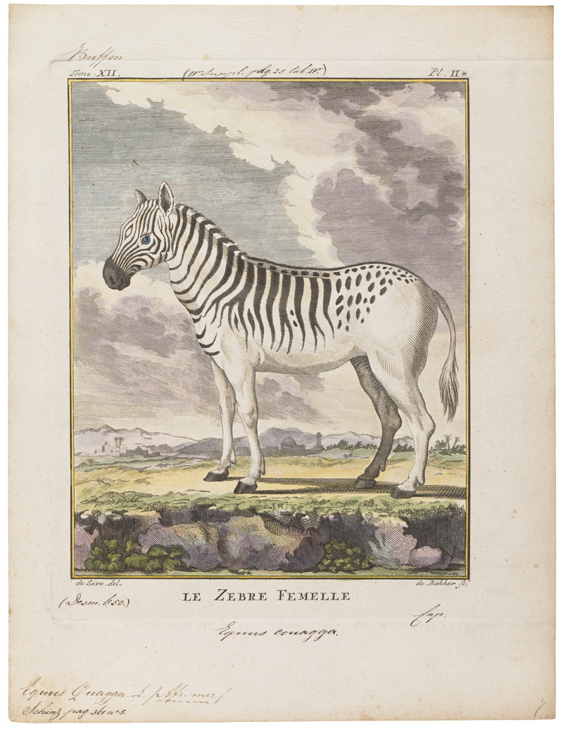 Equus quagga - 1700-1880 - Print - Iconographia Zoologica - Special Collections University of Amsterdam - UBA01 IZ21700033.jpg