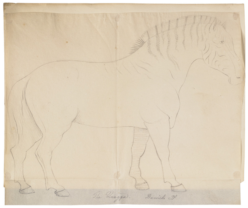 Equus quagga - 1700-1880 - Print - Iconographia Zoologica - Special Collections University of Amsterdam - UBA01 IZ21700103.jpg