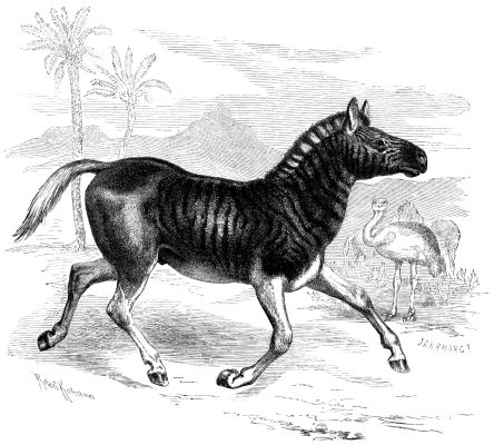 Quagga (Equus Quagga).png