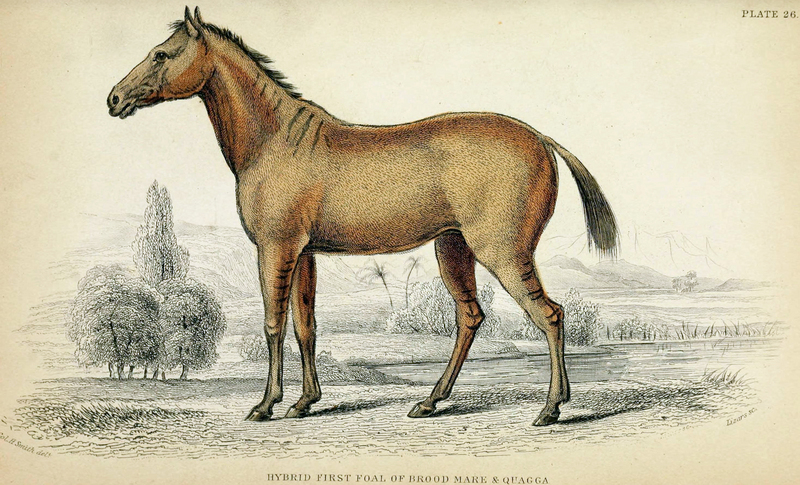 Quagga-horse hybrid.jpg