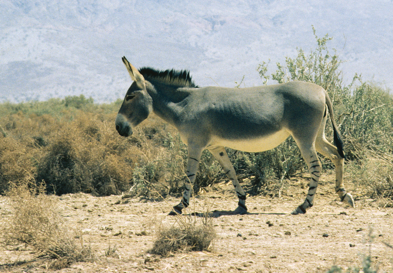Equus africanus somaliensis - Somali wild ass (Equus africanus somaliensis).jpg