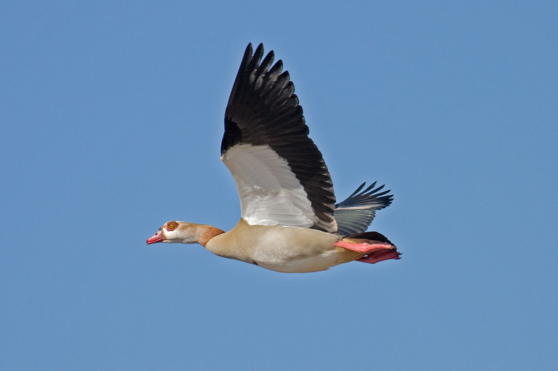 Egyptian-Goose - Egyptian goose (Alopochen aegyptiaca).jpg