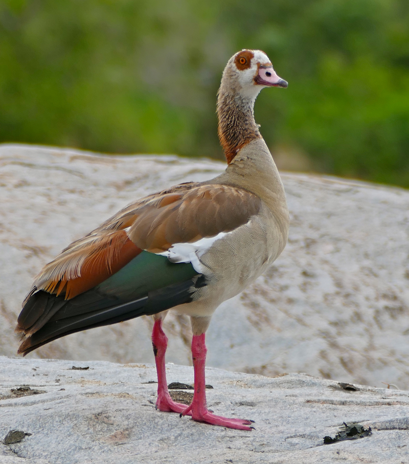 Egyptian Goose (Alopochen aegyptiaca) (16600817312).jpg