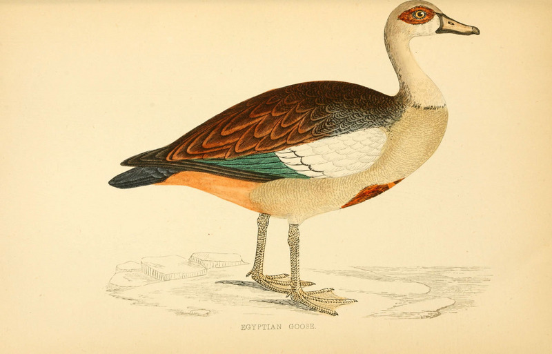 A history of British birds (6009029118).jpg