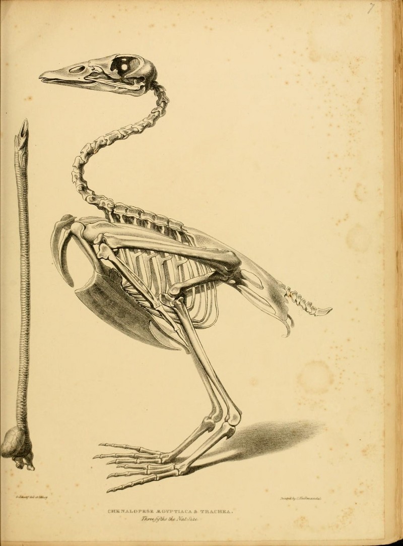 A monograph on the anatidae, or duck tribe (7549309778).jpg