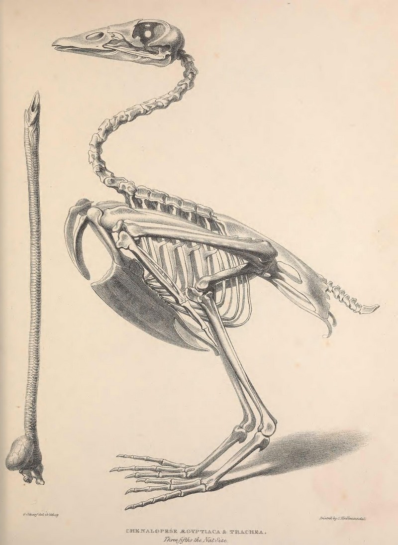 Osteologia avium, or, A sketch of the osteology of birds (8536129271).jpg