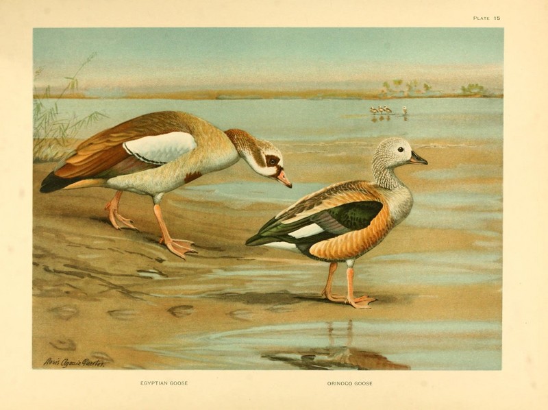A natural history of the ducks (Plate 15) (8230113724).jpg