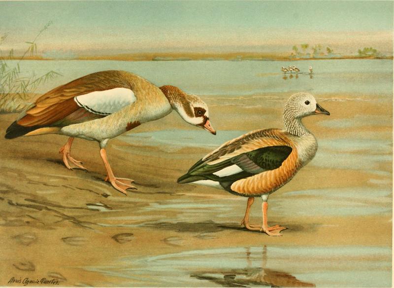 A natural history of the ducks (1922) (14789428003).jpg