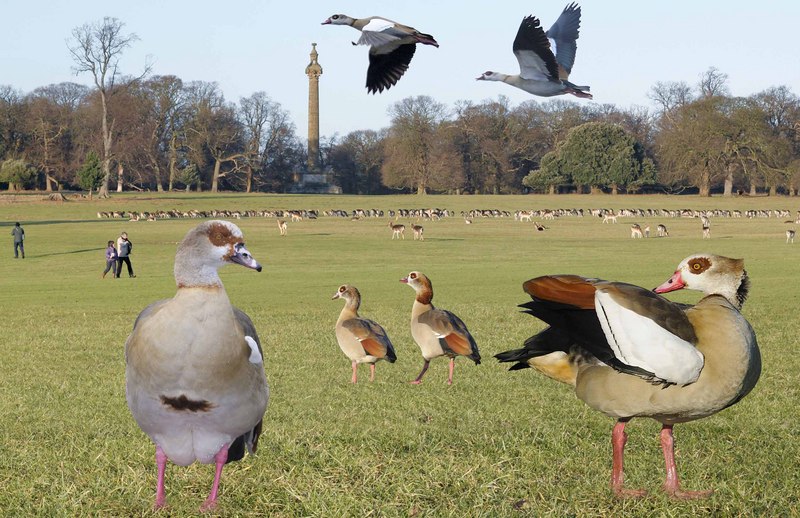 Egyptian Goose from the Crossley ID Guide Britain and Ireland.jpg