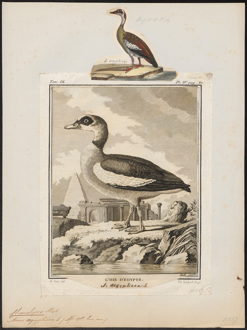 Sarkidiornis aegyptiaca - 1700-1880 - Print - Iconographia Zoologica - Special Collections University of Amsterdam - UBA01 IZ17600107.jpg