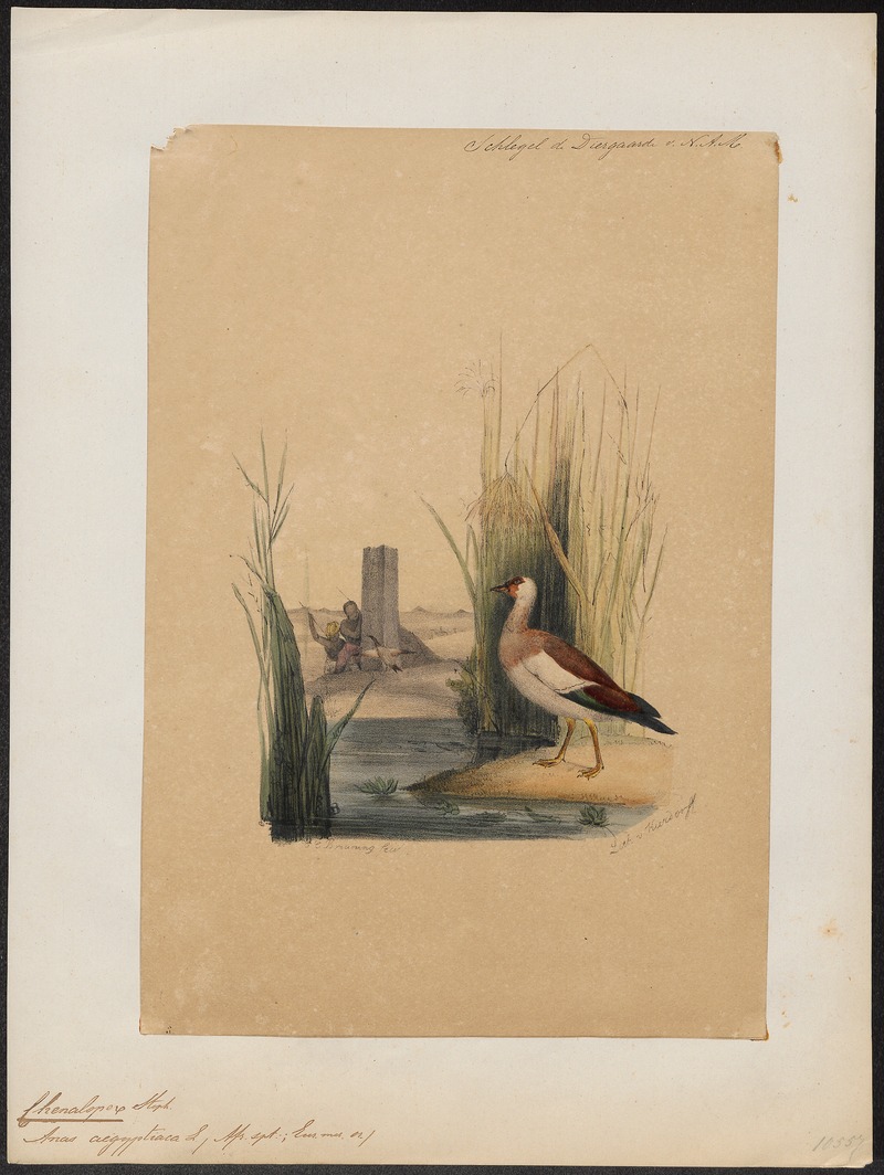 Sarkidiornis aegyptiaca - 1842-1849 - Print - Iconographia Zoologica - Special Collections University of Amsterdam - UBA01 IZ17600111.jpg
