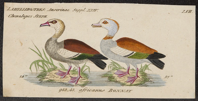 Sarkidiornis aegyptiaca - 1820-1863 - Print - Iconographia Zoologica - Special Collections University of Amsterdam - UBA01 IZ17600301.jpg
