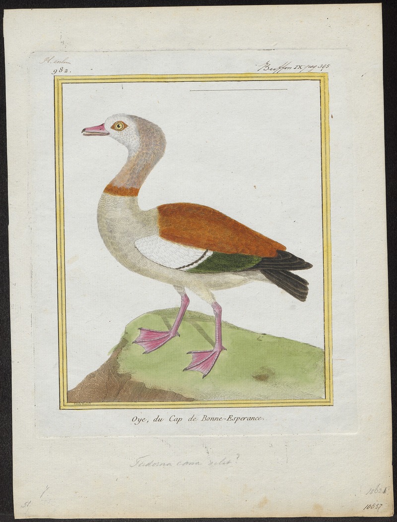 Sarkidiornis aegyptiaca - 1700-1880 - Print - Iconographia Zoologica - Special Collections University of Amsterdam - UBA01 IZ17600303.jpg