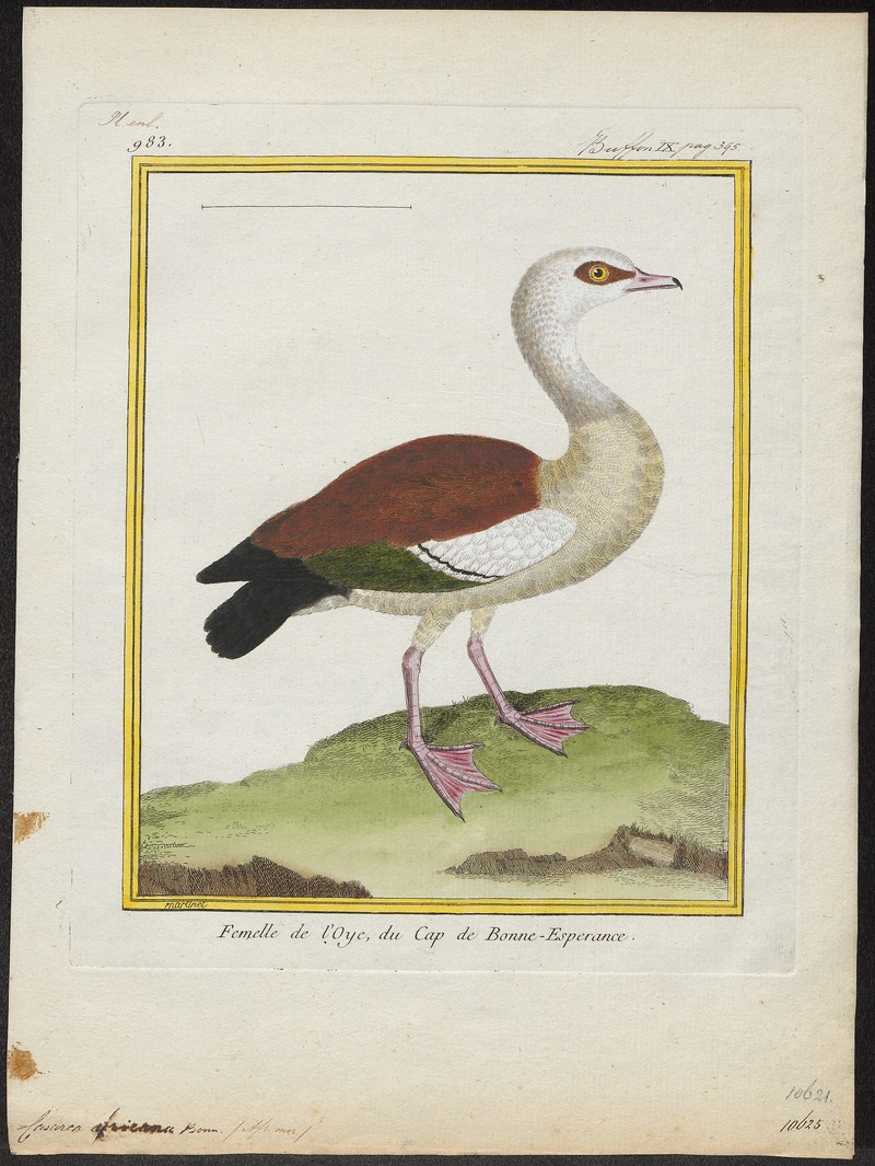 Sarkidiornis aegyptiaca - 1700-1880 - Print - Iconographia Zoologica - Special Collections University of Amsterdam - UBA01 IZ17600299.jpg