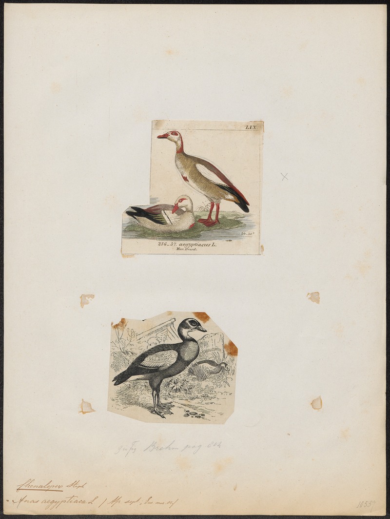 Sarkidiornis aegyptiaca - 1700-1880 - Print - Iconographia Zoologica - Special Collections University of Amsterdam - UBA01 IZ17600109.jpg