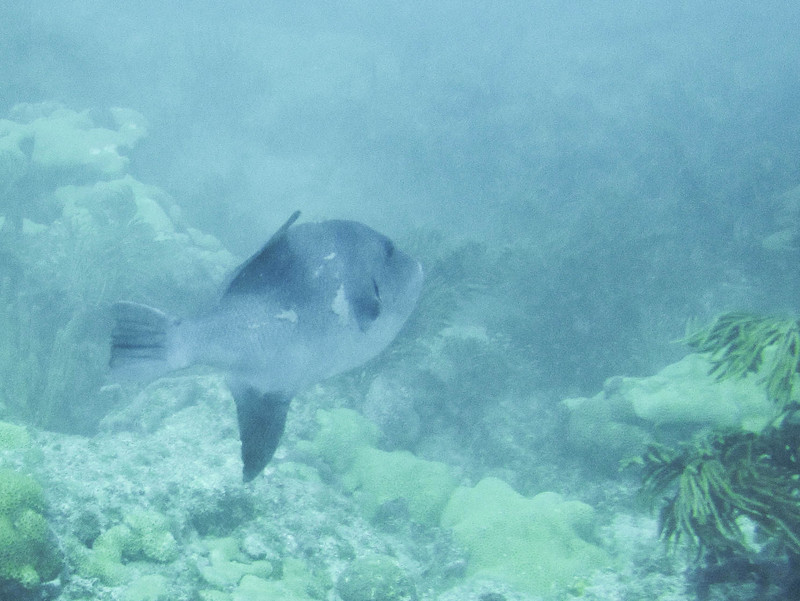 Sunfish JI1 - juvenile ocean sunfish (Mola mola).jpg