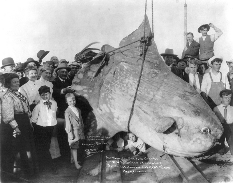 Enormous Sunfish.jpg