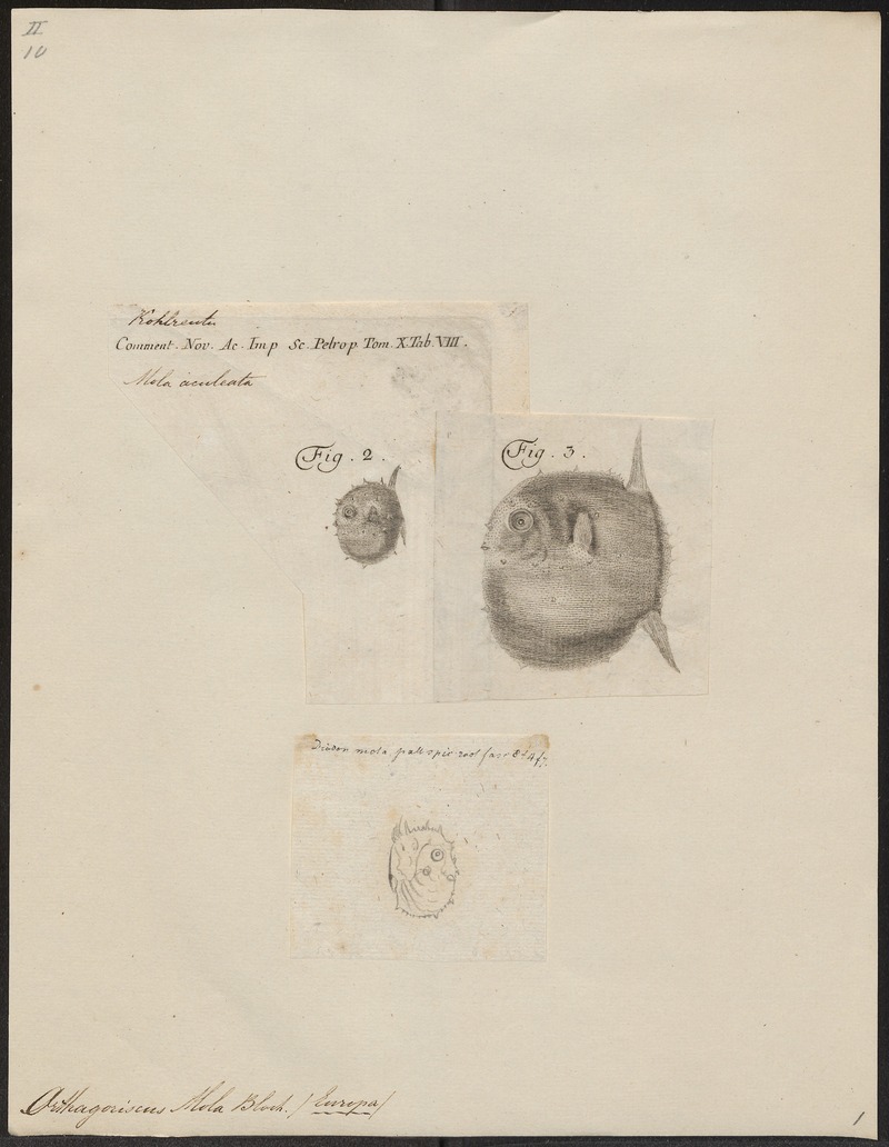 Orthagoriscus mola - 1700-1880 - Print - Iconographia Zoologica - Special Collections University of Amsterdam - UBA01 IZ15500171.jpg