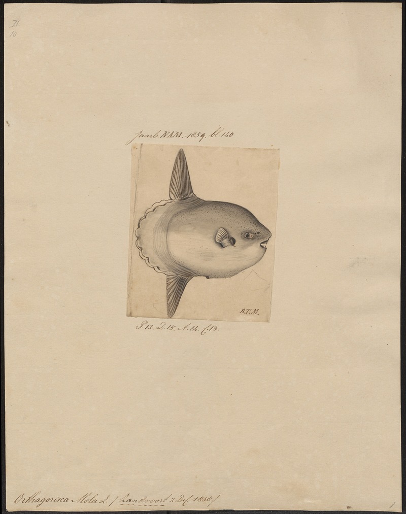 Orthagoriscus mola - 1700-1880 - Print - Iconographia Zoologica - Special Collections University of Amsterdam - UBA01 IZ15500183.jpg